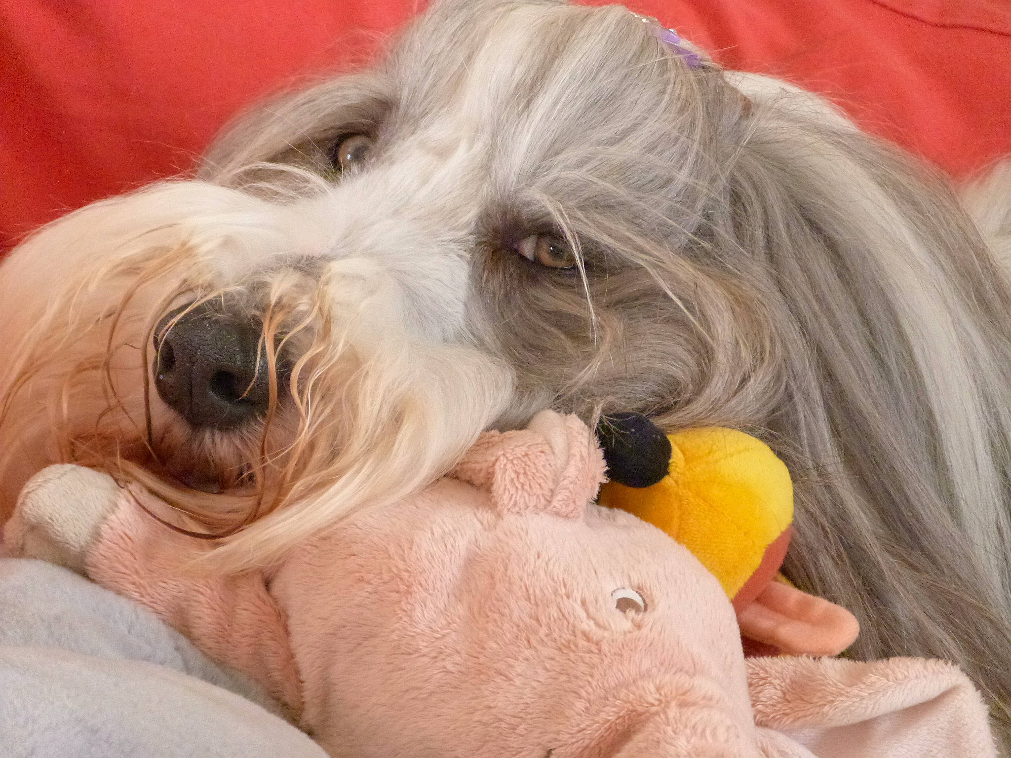 Obama a rejoint le concours — aidez-le/la à gagner de superbes lots ! canidae, carnivore, comfort, companion_dog, dog, dog_breed, dog_supply, ear, fur, gesture, liver, maltepoo, paw, small_terrier, snout, sporting_group, terrier, toy_dog, working_animal, wrinkle