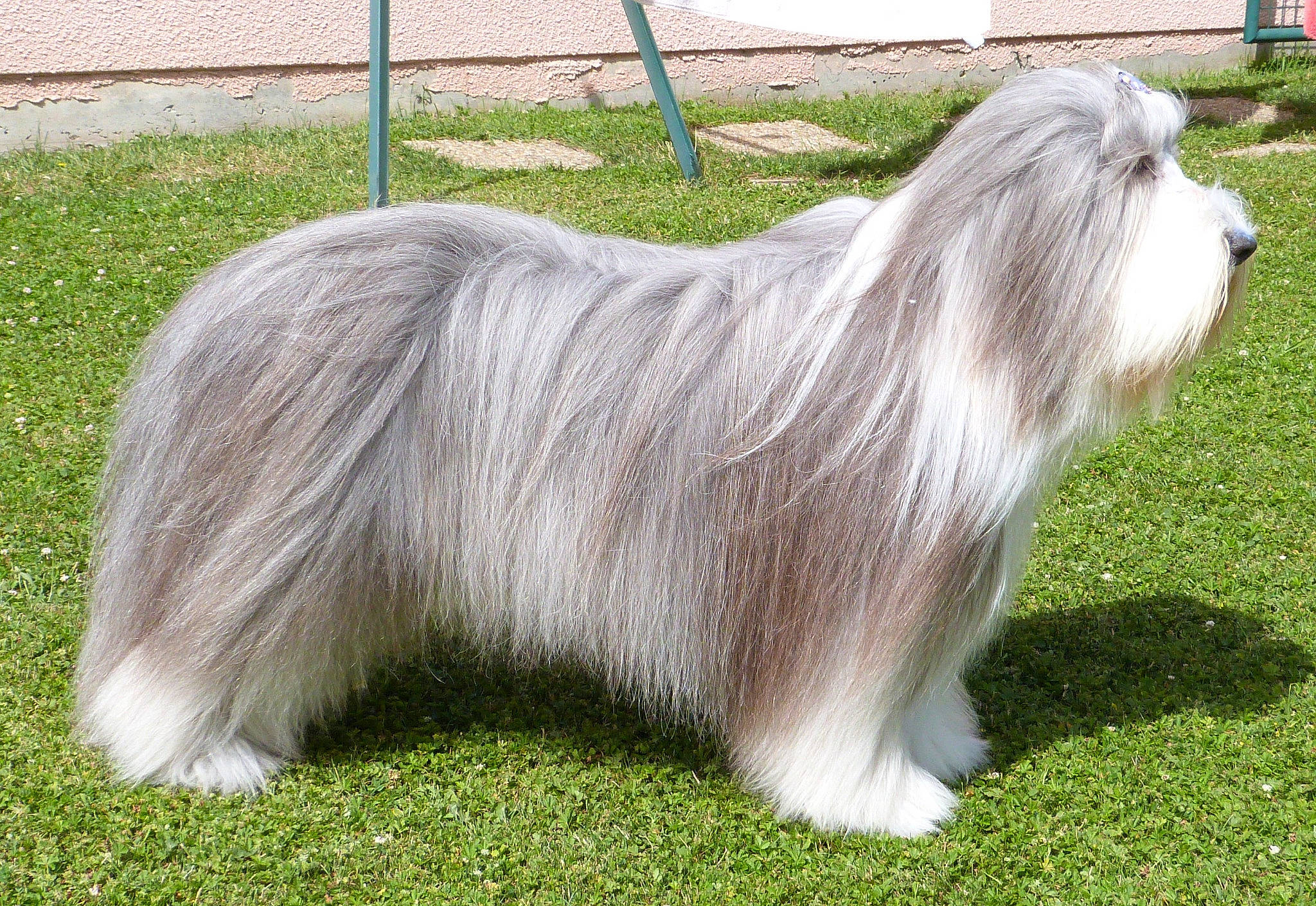 Obama a rejoint le concours — aidez-le/la à gagner de superbes lots ! companion_dog, dog_breed, fence, fur, grass, grassland, liver, livestock, mesh, pasture, plant, terrestrial_animal, wire_fencing, working_animal