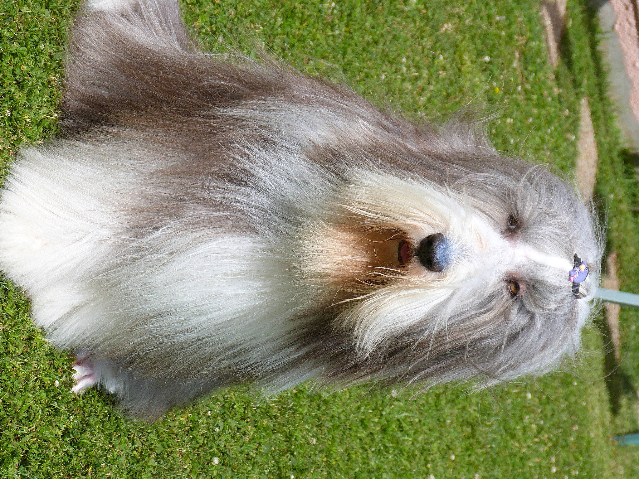 Obama participe au concours pour gagner de l'argent avec cette photo : canidae, carnivore, companion_dog, dog, dog_breed, fawn, felidae, fur, grass, non_sporting_group, plant, small_terrier, snout, sporting_group, tail, terrestrial_animal, terrier, toy_dog, whiskers, wildlife