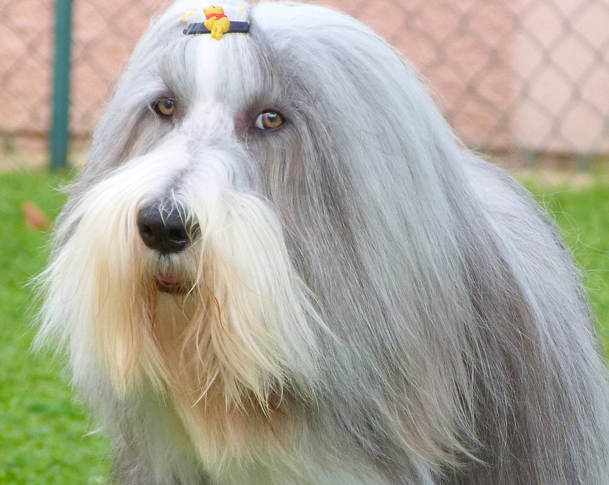 Obama a rejoint le concours — aidez-le/la à gagner de superbes lots ! bearded_collie, canidae, carnivore, companion_dog, dog, dog_breed, fence, fur, grass, home_fencing, liver, mesh, non_sporting_group, snout, sporting_group, terrestrial_animal, wire_fencing, working_animal