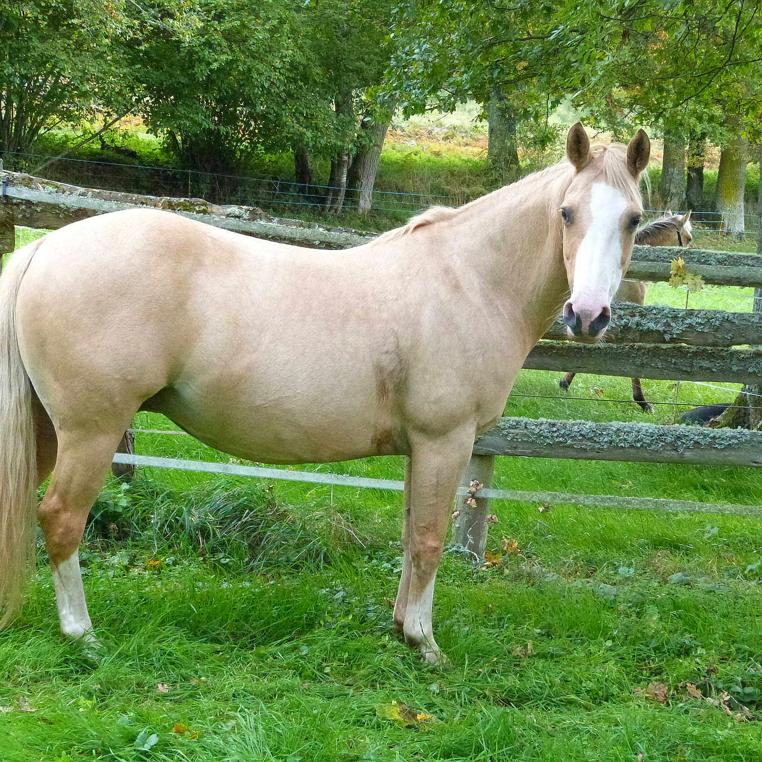 Peppy Jack Solano Dite Plume