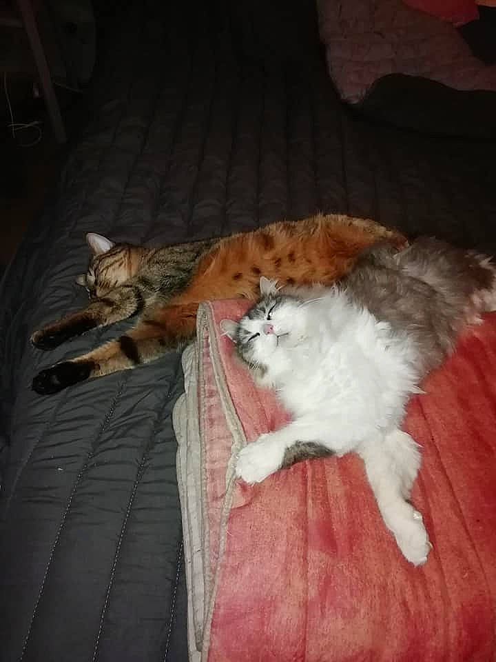 Zelia a rejoint le concours — aidez-le/la à gagner de superbes lots ! aegean_cat, carnivore, cat, domestic_short_haired_cat, european_shorthair, fawn, felidae, fur, kitten, mammal, norwegian_forest_cat, paw, polydactyl_cat, small_to_medium_sized_cats, tail, whiskers