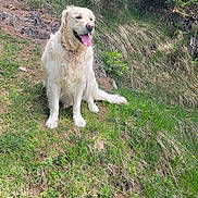 Saphir participe au concours pour gagner de l'argent avec cette photo : dog, golden_retriever, grass, outdoor, nature, greenery, animal, pet, canine, happy, tongue_out, sunny, hill, rock, sitting, fur, mammal, friendly, daylight, scenic