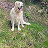 dog, golden_retriever, grass, outdoor, nature, greenery, animal, pet, canine, happy, tongue_out, sunny, hill, rock, sitting, fur, mammal, friendly, daylight, scenic