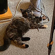 Milo is registered to the contest to win money with this photo: cat, tortoiseshell_cat, carpet, shoe, sneaker, lace, indoor, furniture, wood, cable, floor, pet, animal, lying_down, curious, wide_eyes, cozy, domestic, feline, resting