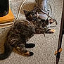 cat, tortoiseshell_cat, carpet, shoe, sneaker, lace, indoor, furniture, wood, cable, floor, pet, animal, lying_down, curious, wide_eyes, cozy, domestic, feline, resting