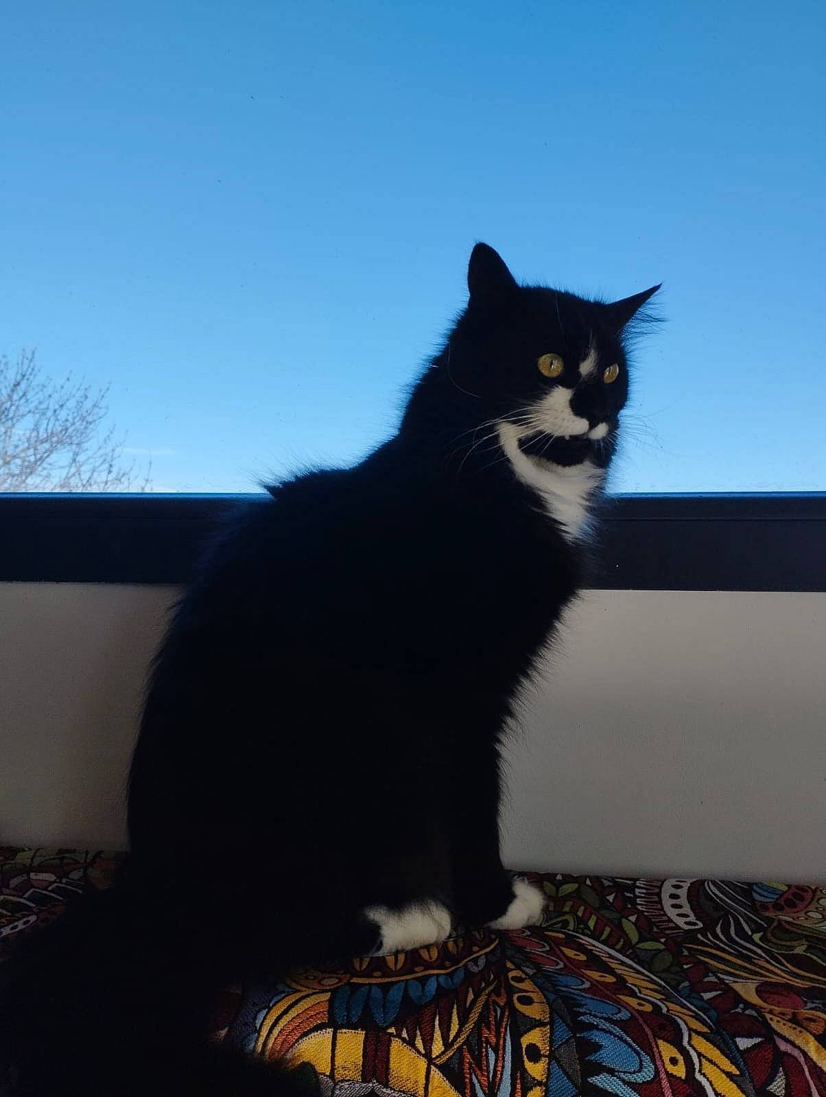 Chat-malo a rejoint le concours — aidez-le/la à gagner de superbes lots ! black_cat, carnivore, cat, darkness, domestic_short_haired_cat, electric_blue, felidae, fur, grey, linens, shadow, sitting, sky, small_to_medium_sized_cats, tail, tints_and_shades, tree, whiskers, window, winter