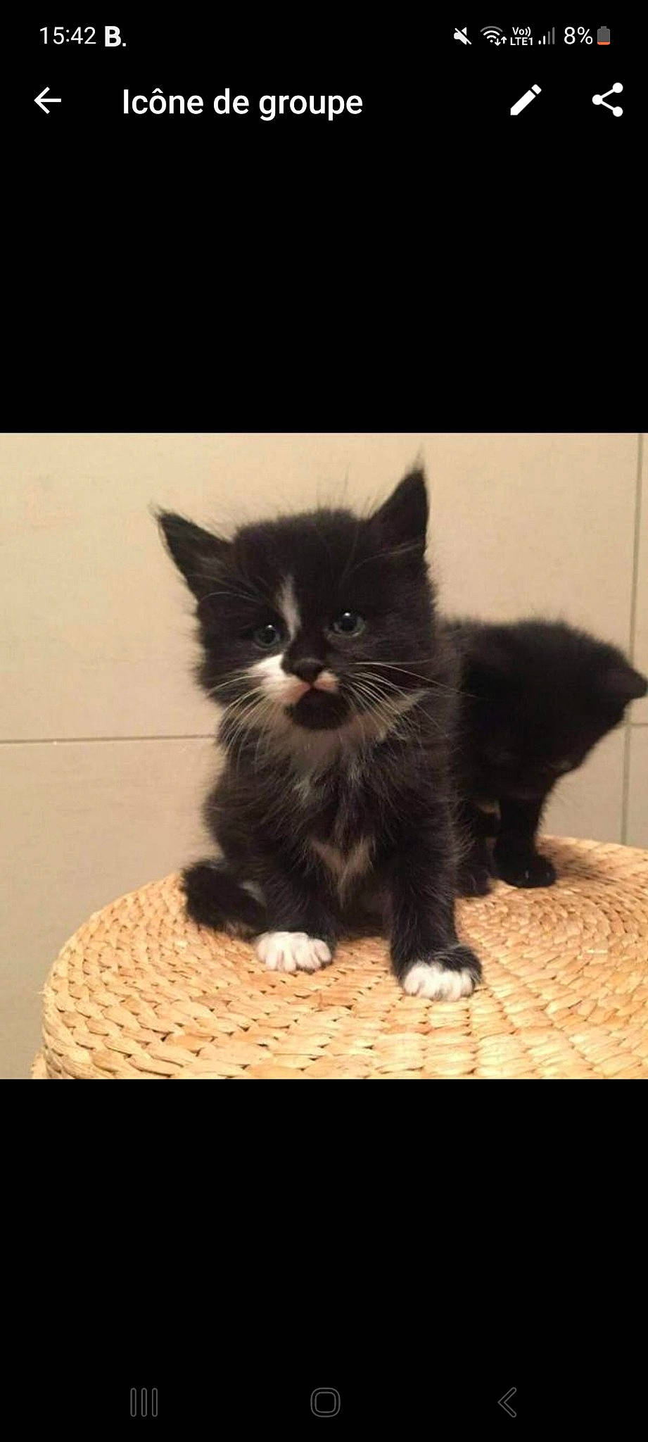 Chat-malo participe au concours pour gagner de l'argent avec cette photo : black_cat, box, carnivore, cat, claw, domestic_short_haired_cat, fawn, felidae, flooring, fur, paw, sitting, small_to_medium_sized_cats, snout, tail, terrestrial_animal, whiskers