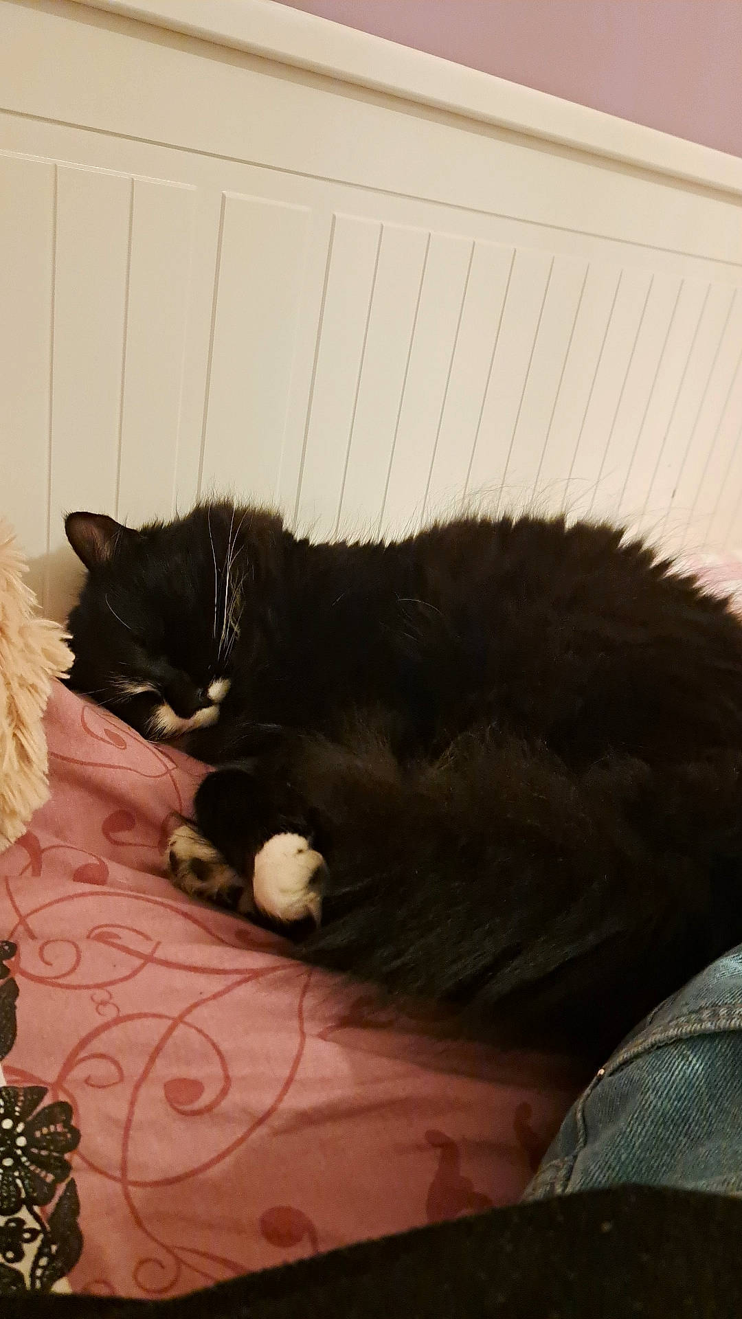 Chat-malo a rejoint le concours — aidez-le/la à gagner de superbes lots ! black_cat, carmine, carnivore, cat, cat_supply, claw, comfort, domestic_short_haired_cat, felidae, flooring, fur, linens, nap, small_to_medium_sized_cats, snout, tail, terrestrial_animal, tints_and_shades, whiskers