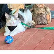 Mia is registered to the contest to win money with this photo: cat, harness, toy, wooden_floor, carved_statue, animal, pet, feline, indoor, leash, relaxed, resting, white_cat, gray_cat, playful, cute, domestic_animal, fur, whiskers, ears