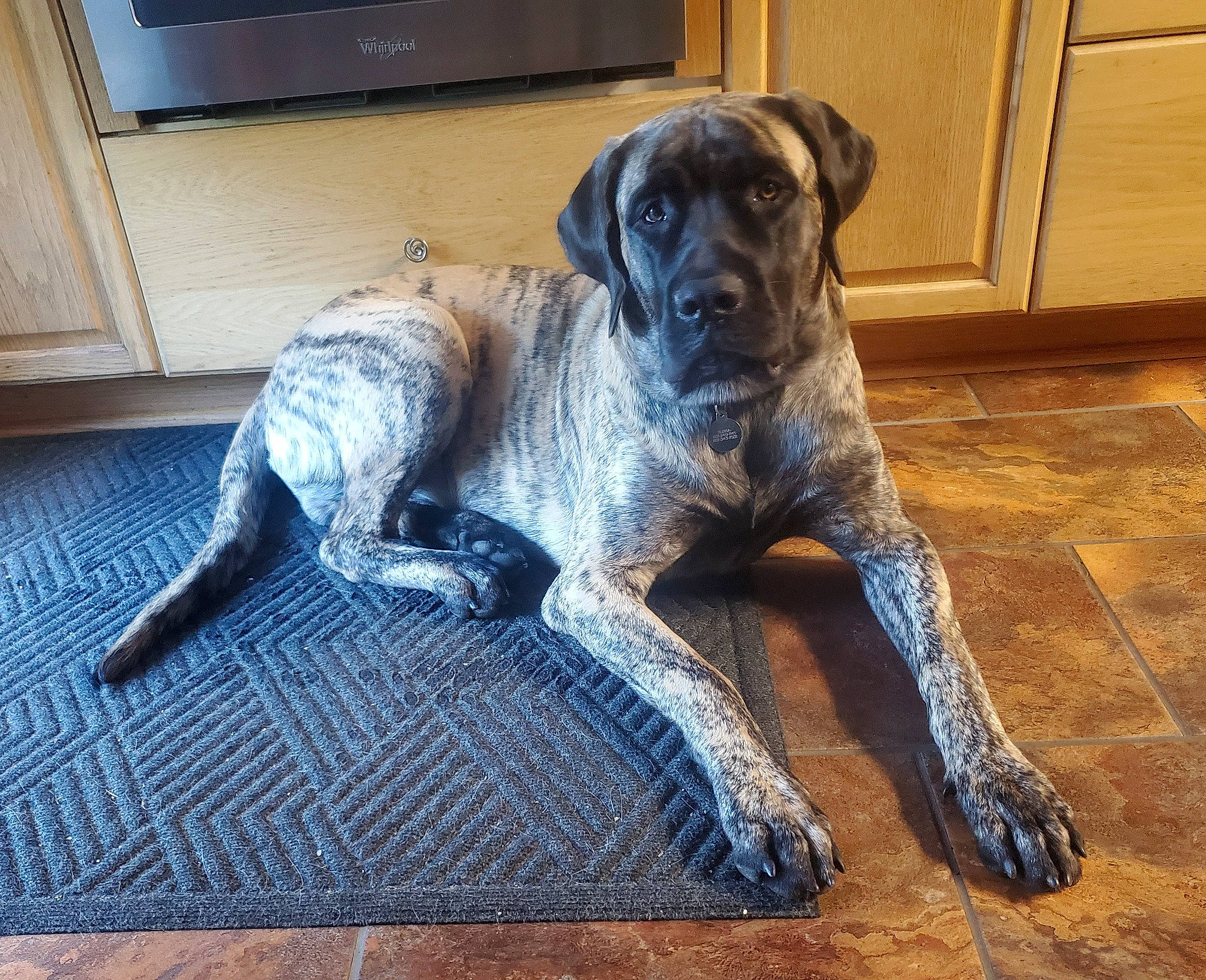 Bubba joined the competition — help win amazing prizes! canidae, carnivore, comfort, companion_dog, dog, dog_breed, fawn, floor, flooring, grey, guard_dog, hardwood, home_appliance, snout, sporting_group, tail, television, terrestrial_animal, wood, working_animal