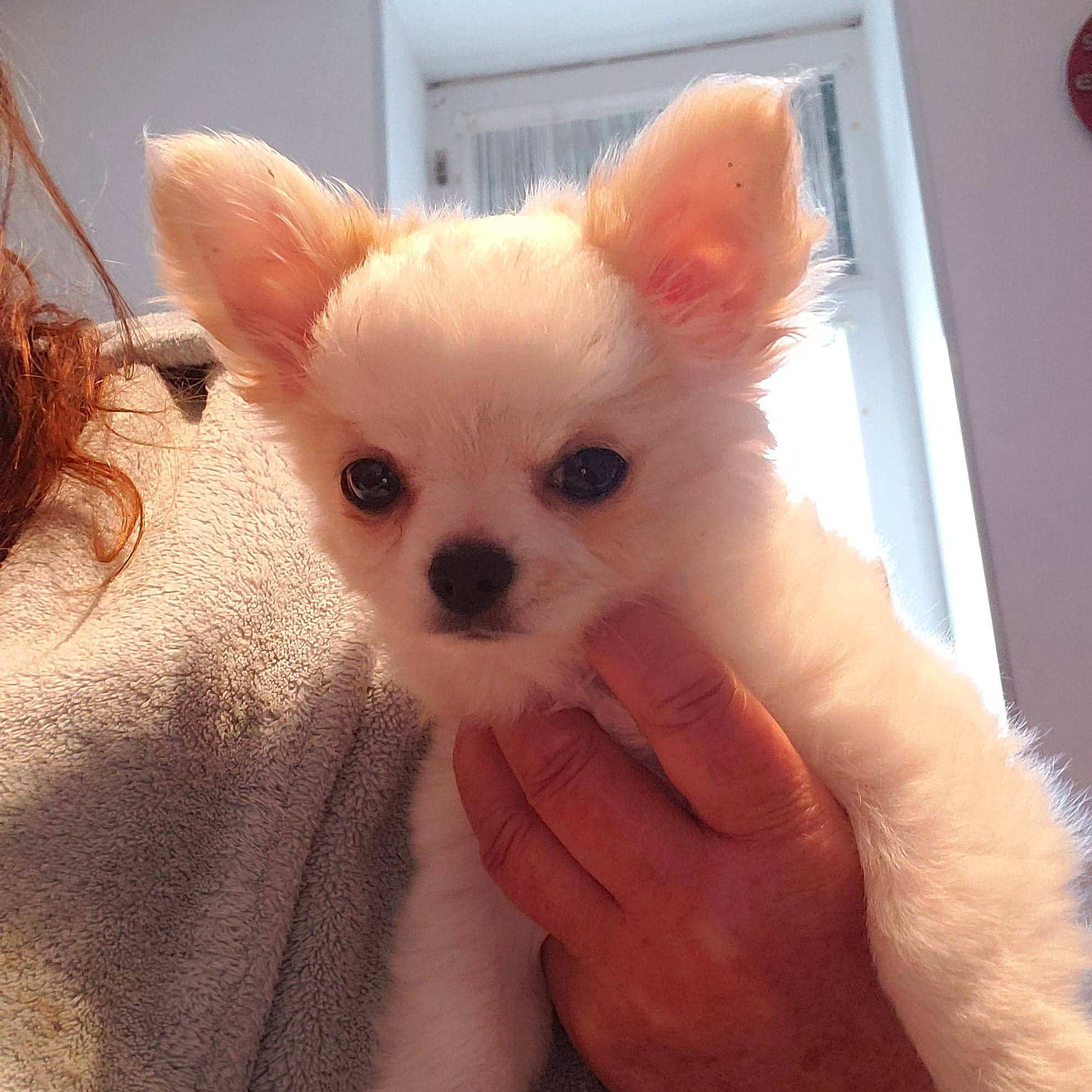 Rooby a rejoint le concours — aidez-le/la à gagner de superbes lots ! canidae, carnivore, companion_dog, dog, dog_breed, fur, nail, non_sporting_group, puppy, skin, small_terrier, snout, spitz, toy_dog, whiskers, working_animal