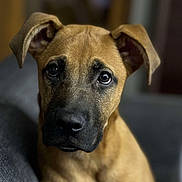 Lucky participe au concours pour gagner de l'argent avec cette photo : animal, boxer, bulldog, canine, dog, germanshepherd, greatdane, hound, labradorretriever, pet, pitbull, puppy, snout