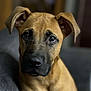 animal, boxer, bulldog, canine, dog, germanshepherd, greatdane, hound, labradorretriever, pet, pitbull, puppy, snout
