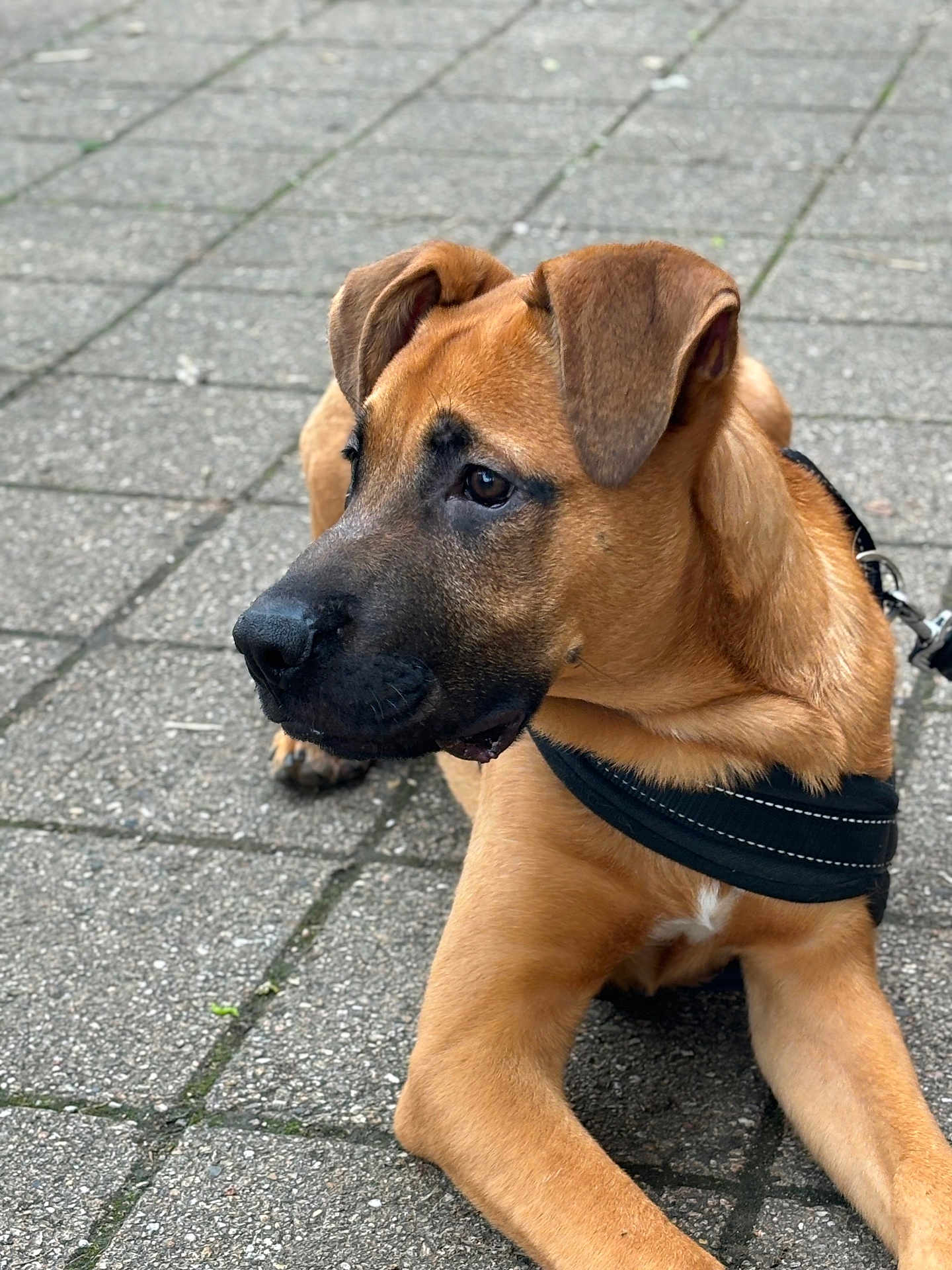 Lucky a rejoint le concours — aidez-le/la à gagner de superbes lots ! accessories, animal, boxer, bulldog, canine, collar, dog, flagstone, greatdane, harness, hound, labradorretriever, leash, path, pet, policedog, puppy, snout, strap, walkway
