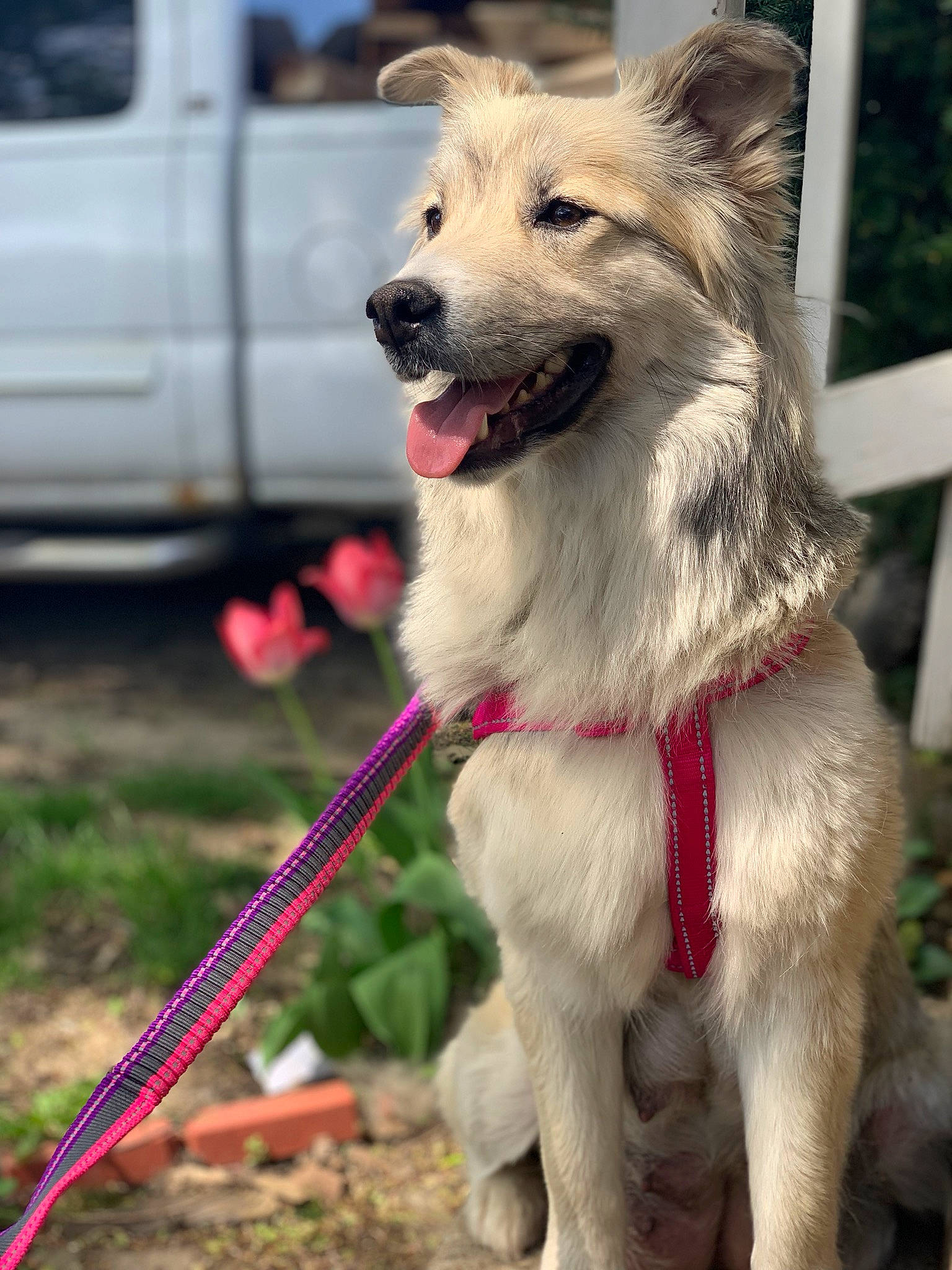 Chanel is registered to the contest to win money with this photo: canidae, carnivore, collar, companion_dog, dog, dog_breed, dog_collar, dog_supply, fashion_accessory, fawn, fur, grass, leash, light_commercial_vehicle, mammal, pet_supply, snout, tail, truck, vehicle