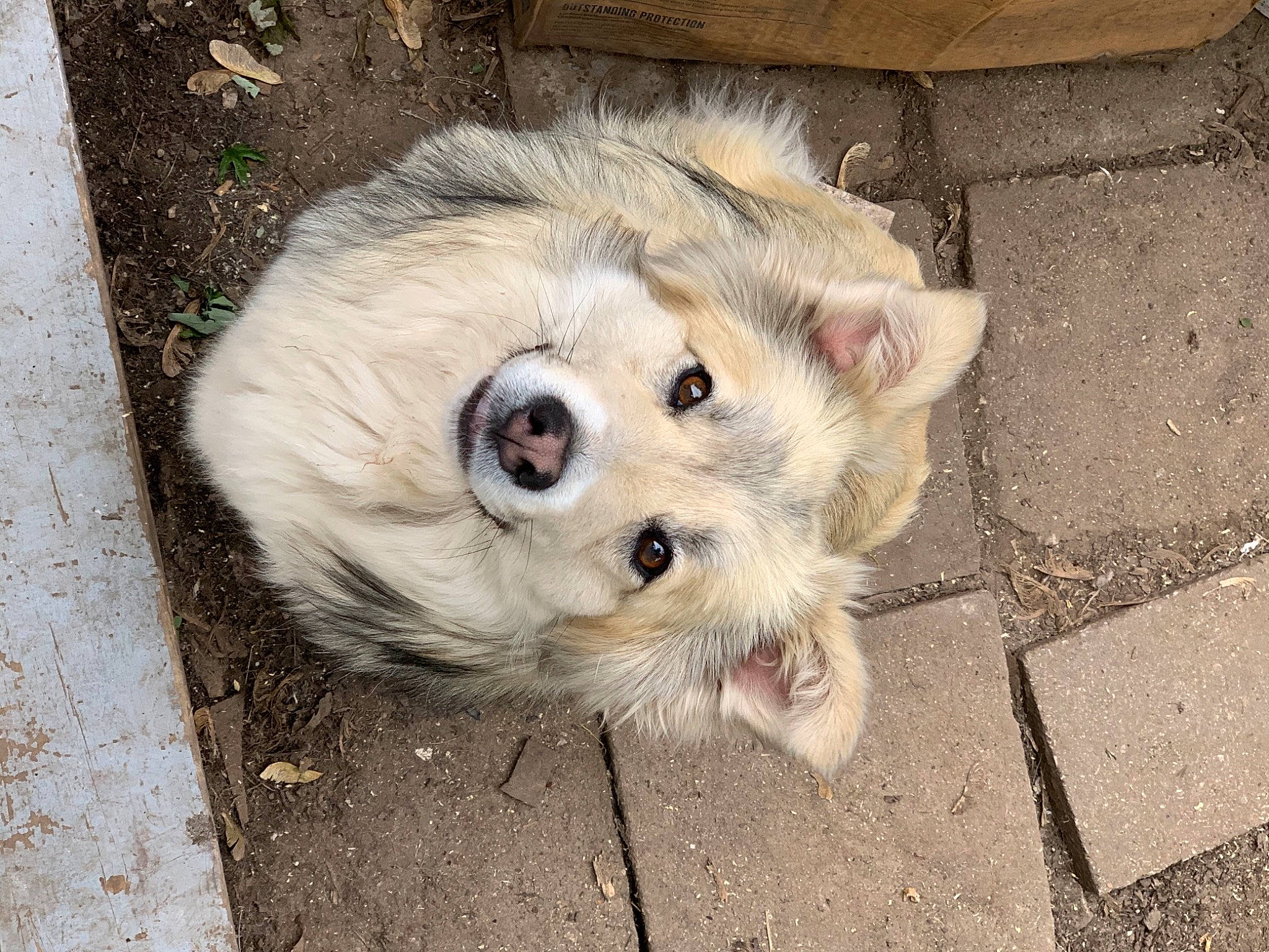 Chanel is registered to the contest to win money with this photo: animal_shelter, canidae, carnivore, companion_dog, dog, dog_breed, dog_supply, fawn, fur, road_surface, sidewalk, small_terrier, snout, sporting_group, street_dog, terrestrial_animal, terrier, toy_dog, whiskers, working_animal