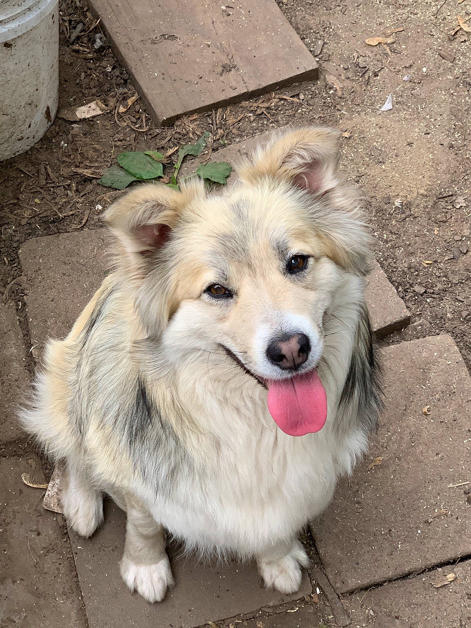 Chanel joined the competition — help win amazing prizes! ancient_dog_breeds, canidae, carnivore, companion_dog, dog, dog_breed, fang, fawn, fur, leash, non_sporting_group, pet_supply, road_surface, snout, sporting_group, street_dog, whiskers, working_dog