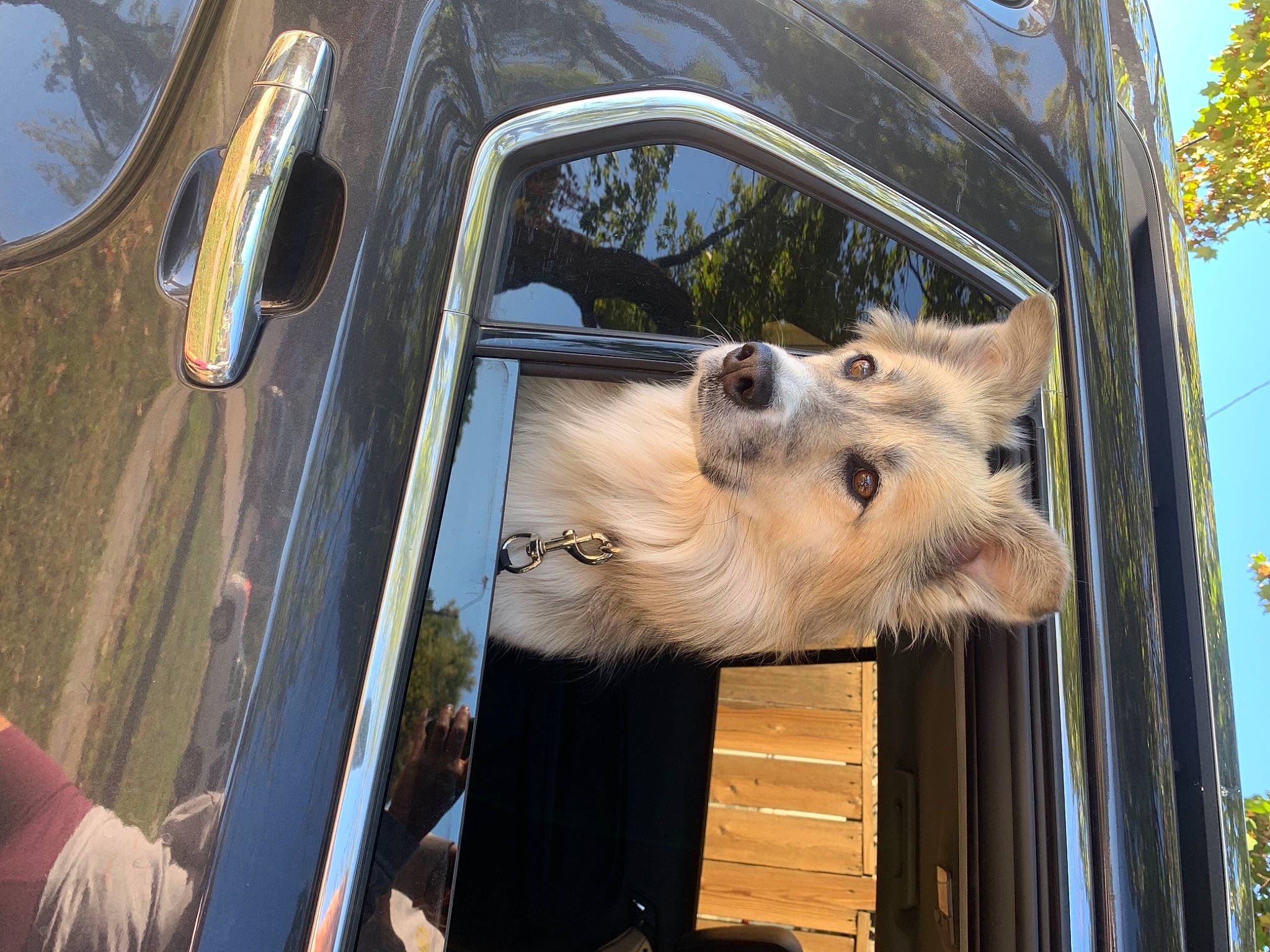 Chanel joined the competition — help win amazing prizes! automotive_exterior, automotive_lighting, automotive_mirror, building, car, carnivore, companion_dog, dog, dog_breed, fawn, hood, motor_vehicle, sky, snout, tree, vehicle, vehicle_door, window, windscreen_wiper, windshield