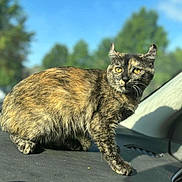 Aminah joined the competition — help win amazing prizes! animal, blue_sky, car_dashboard, cat, daytime, ears, eyes, feline, fur, greenery, nature, outdoor, pet, portrait, shadow, sitting, sunlight, tortoiseshell_cat, vehicle_interior, whiskers