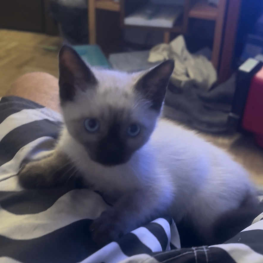 Shadow joined the competition — help win amazing prizes! animal, black_and_white, blue_eyes, cat, closeup, cozy, curious, cute, fabric, floor, furniture, home, indoor, kitten, pattern, pet, resting, shelf, siamese, young