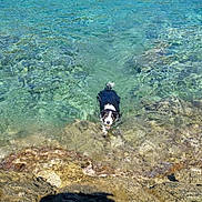 Chico a rejoint le concours — aidez-le/la à gagner de superbes lots ! border_collie, canidae, coast, coastal_and_oceanic_landforms, ocean, rock, sea, sporting_group, water