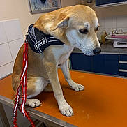 Vico a rejoint le concours — aidez-le/la à gagner de superbes lots ! accessories, animal, bag, bandana, beagle, canine, cup, dog, goldenretriever, handbag, harness, headband, hound, husky, labradorretriever, leash, pet, plywood, strap, wood