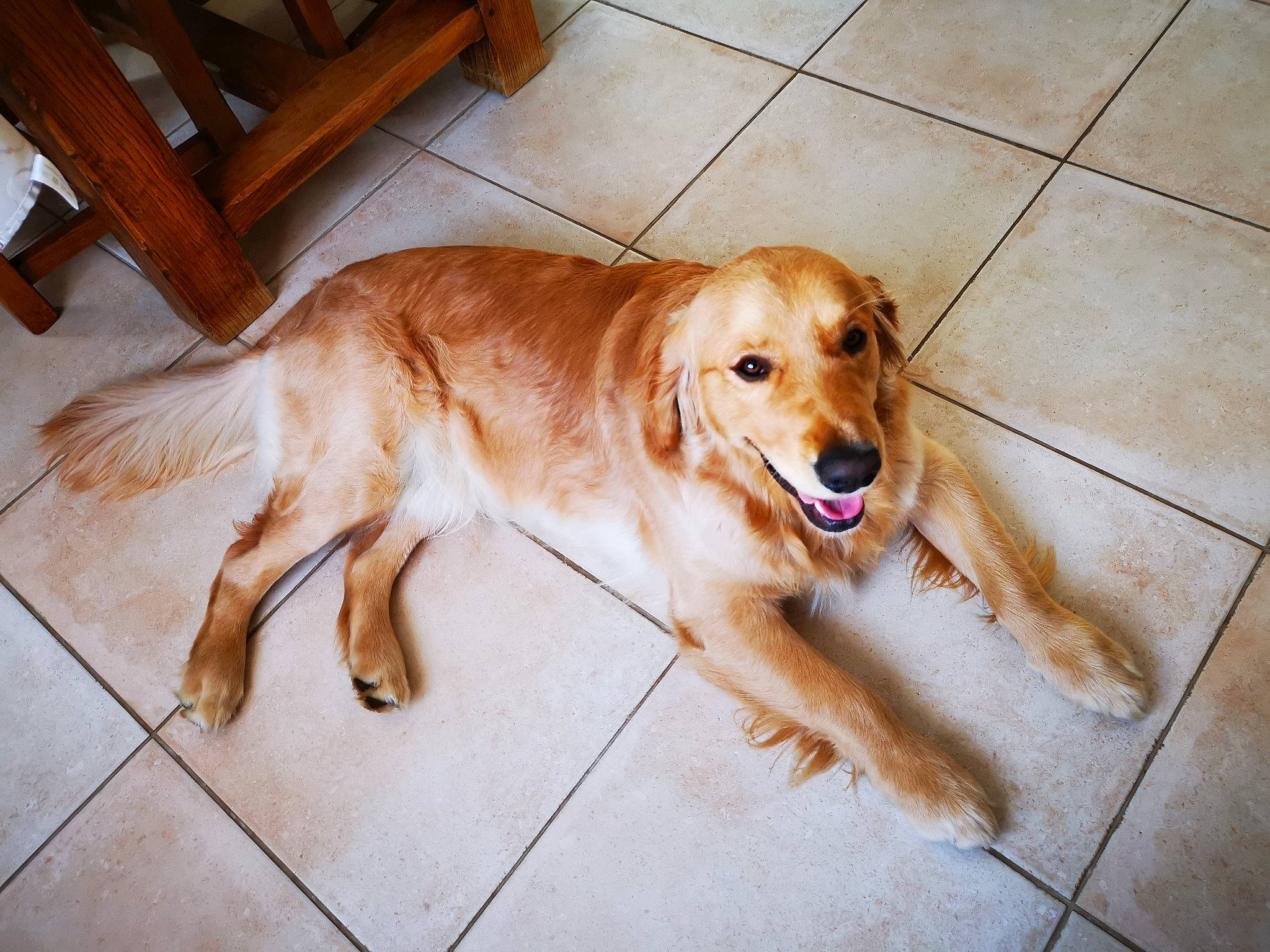 Pégase a rejoint le concours — aidez-le/la à gagner de superbes lots ! canidae, carnivore, companion_dog, dog, dog_breed, fawn, floor, flooring, fur, hardwood, liver, paw, plant, retriever, snout, sporting_group, tail, whiskers, wood, working_animal