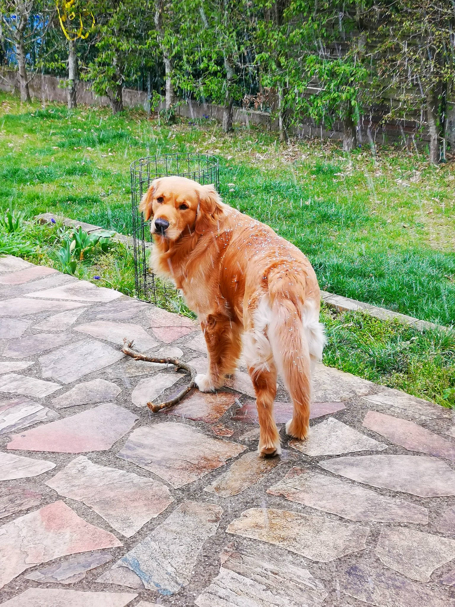 Pégase participe au concours pour gagner de l'argent avec cette photo : canidae, carnivore, companion_dog, dog, dog_breed, fawn, flagstone, golden_retriever, grass, groundcover, gun_dog, plant, road_surface, sidewalk, tail, tree, wood, working_animal, working_dog
