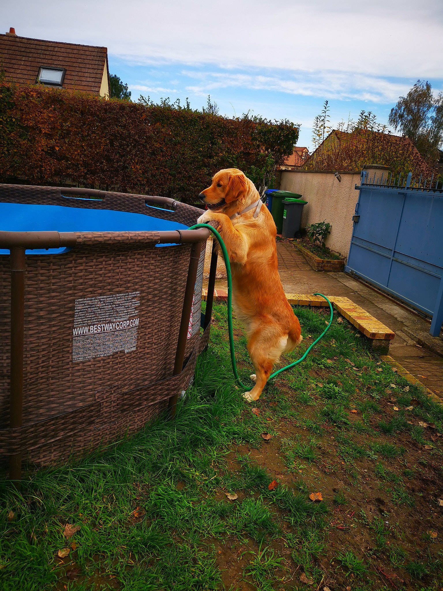 Pégase participe au concours pour gagner de l'argent avec cette photo : carnivore, chair, cloud, companion_dog, dog, dog_breed, fawn, fence, grass, gun_dog, home_fencing, landscape, mammal, plant, sky, tail, tree, vertebrate, waste_container, waste_containment