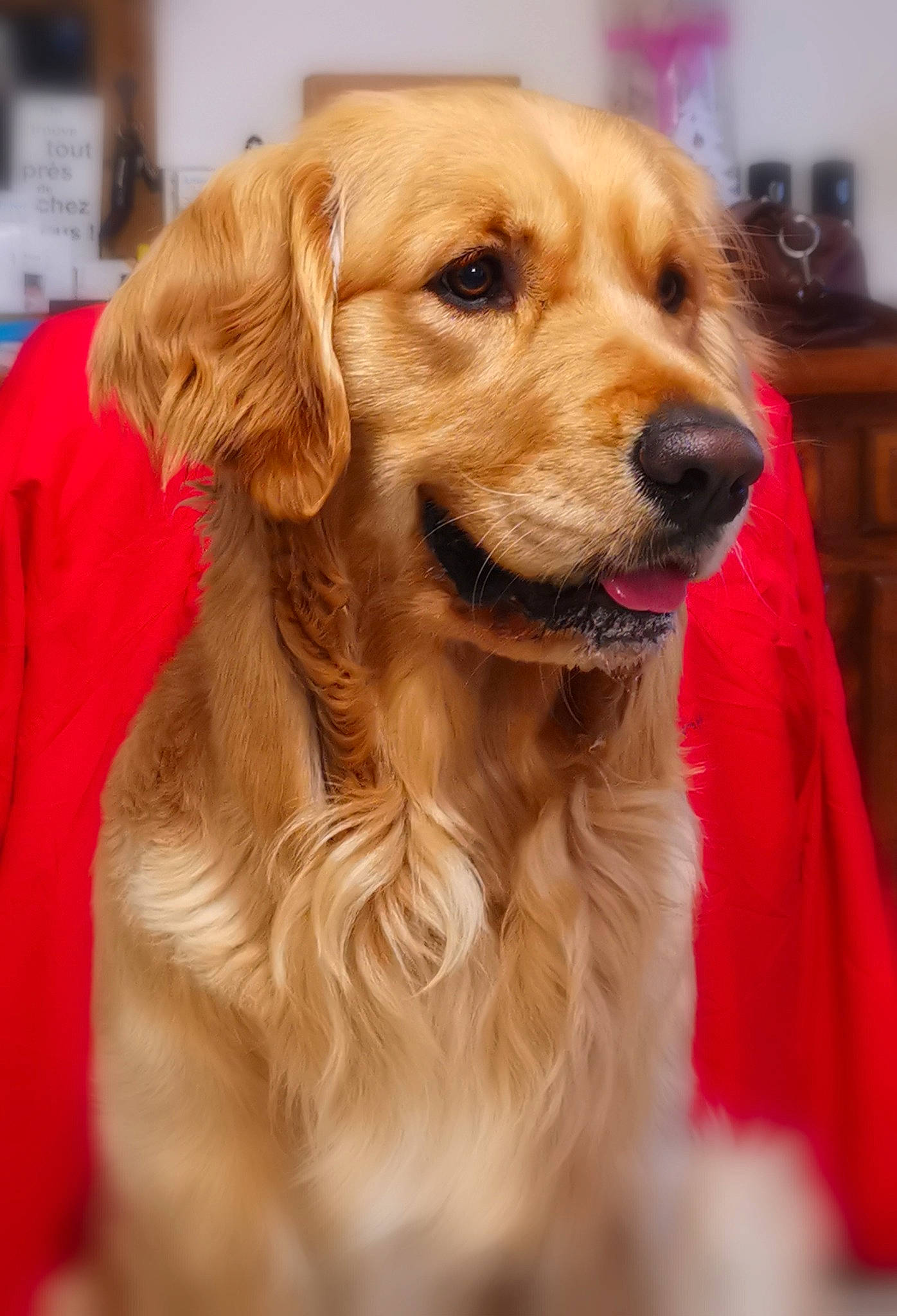 Pégase participe au concours pour gagner de l'argent avec cette photo : canidae, carnivore, collar, companion_dog, dog, dog_breed, dog_collar, event, fawn, fur, gun_dog, liver, retriever, snout, sporting_group, whiskers, wood, working_animal