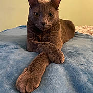 Coco is registered to the contest to win money with this photo: cat, gray_cat, pet, animal, feline, lying_down, paws, bed, blue_blanket, indoor, fur, whiskers, ears, relaxed, looking_at_camera, close_up, domestic_cat, resting, cozy, soft_texture