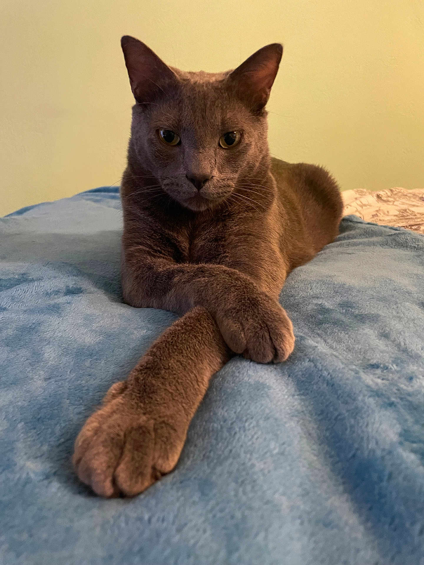 Coco is registered to the contest to win money with this photo: cat, gray_cat, pet, animal, feline, lying_down, paws, bed, blue_blanket, indoor, fur, whiskers, ears, relaxed, looking_at_camera, close_up, domestic_cat, resting, cozy, soft_texture