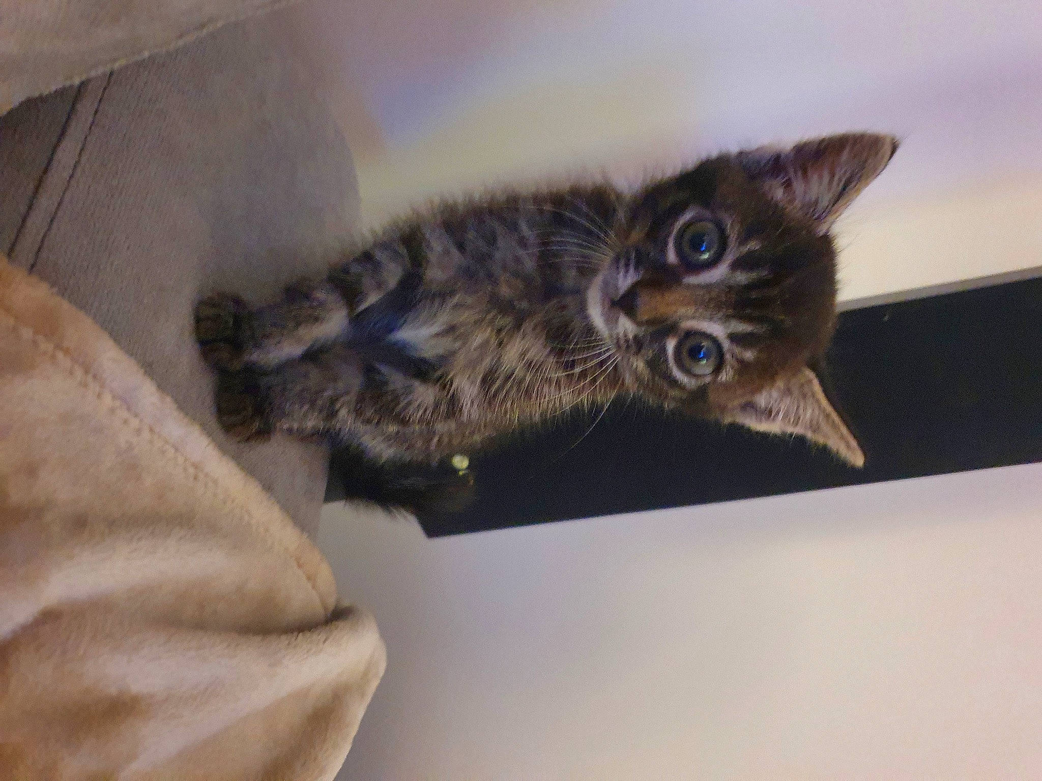 Mona participe au concours pour gagner de l'argent avec cette photo : carnivore, cat, claw, comfort, domestic_short_haired_cat, felidae, fur, paw, small_to_medium_sized_cats, snout, tail, whiskers, wood