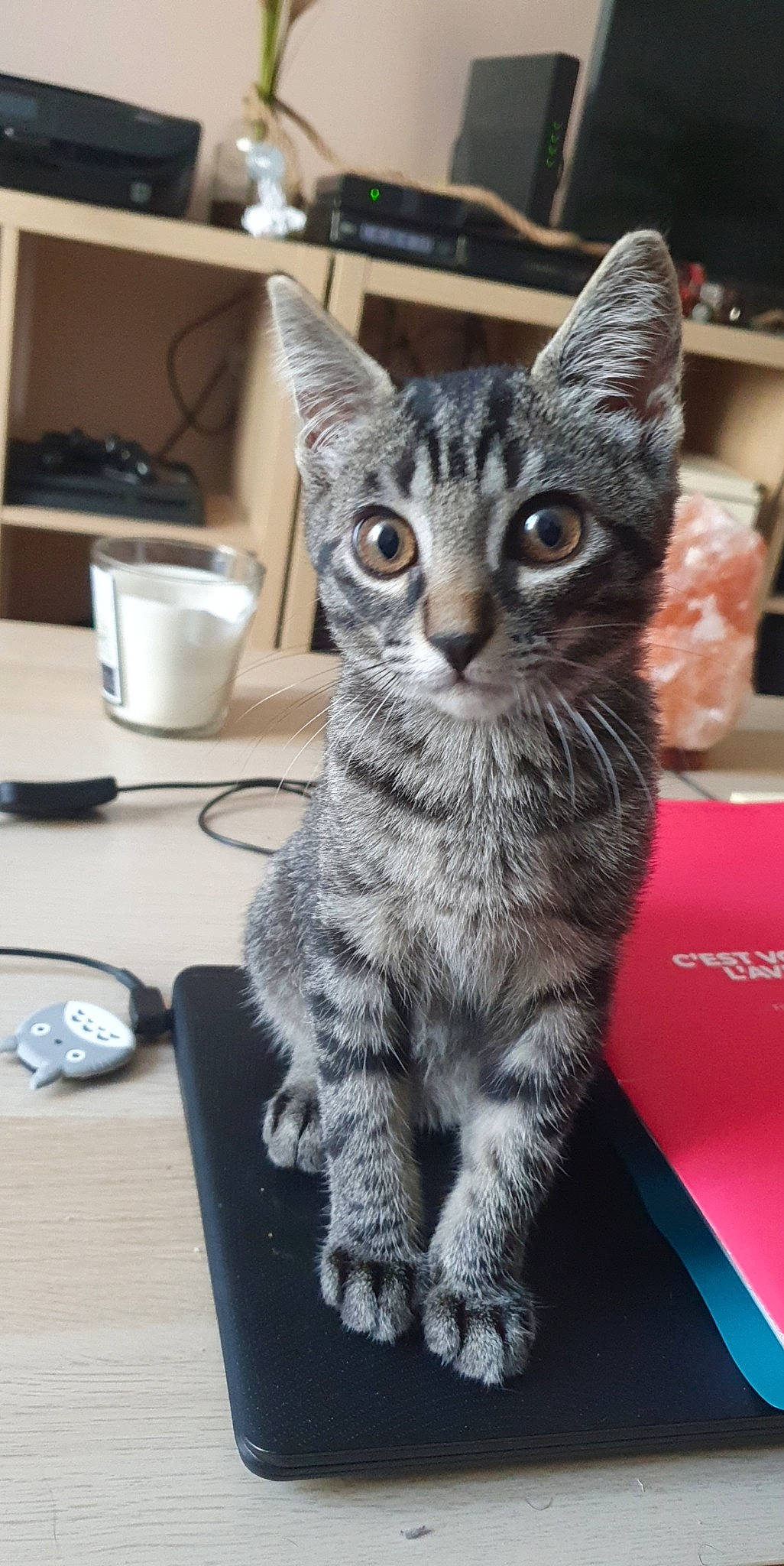 Mona participe au concours pour gagner de l'argent avec cette photo : box, carnivore, cat, claw, domestic_short_haired_cat, felidae, fur, paw, plate, sitting, small_to_medium_sized_cats, snout, table, tableware, tail, whiskers