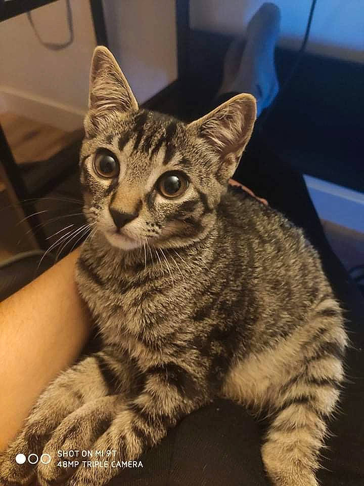 Mona participe au concours pour gagner de l'argent avec cette photo : carnivore, cat, claw, domestic_short_haired_cat, felidae, fur, paw, sitting, small_to_medium_sized_cats, snout, terrestrial_animal, whiskers