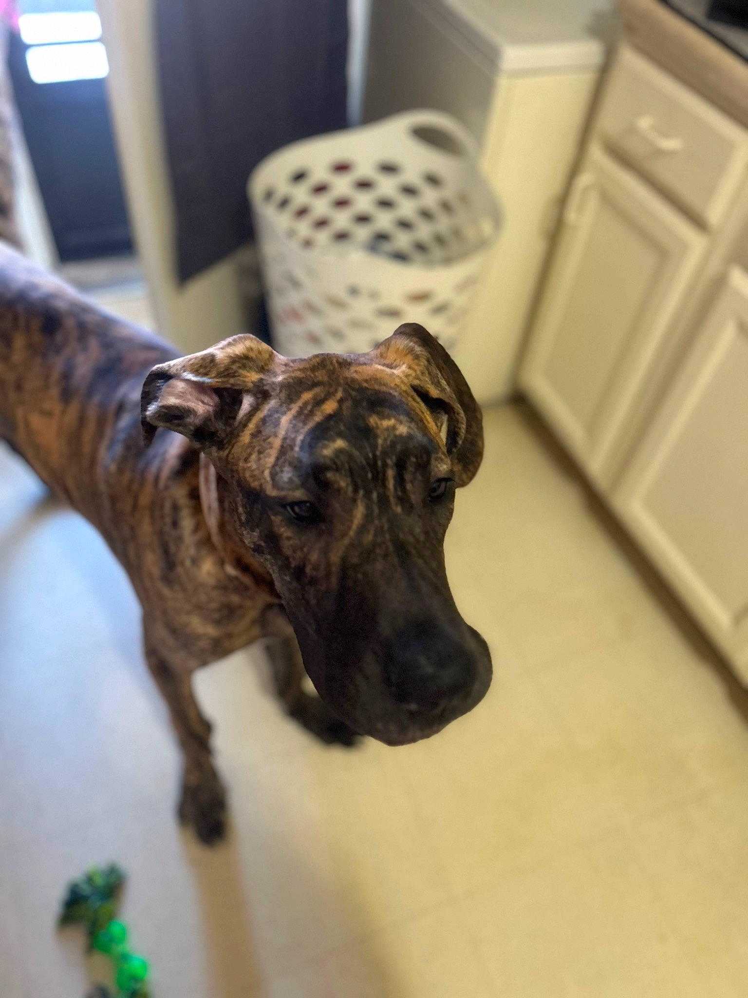 Willie Holt joined the competition — help win amazing prizes! canidae, carnivore, chair, companion_dog, dog, dog_breed, fawn, flooring, fur, great_dane, guard_dog, hardwood, sighthound, snout, sporting_group, table, terrestrial_animal, whiskers, wood, working_animal