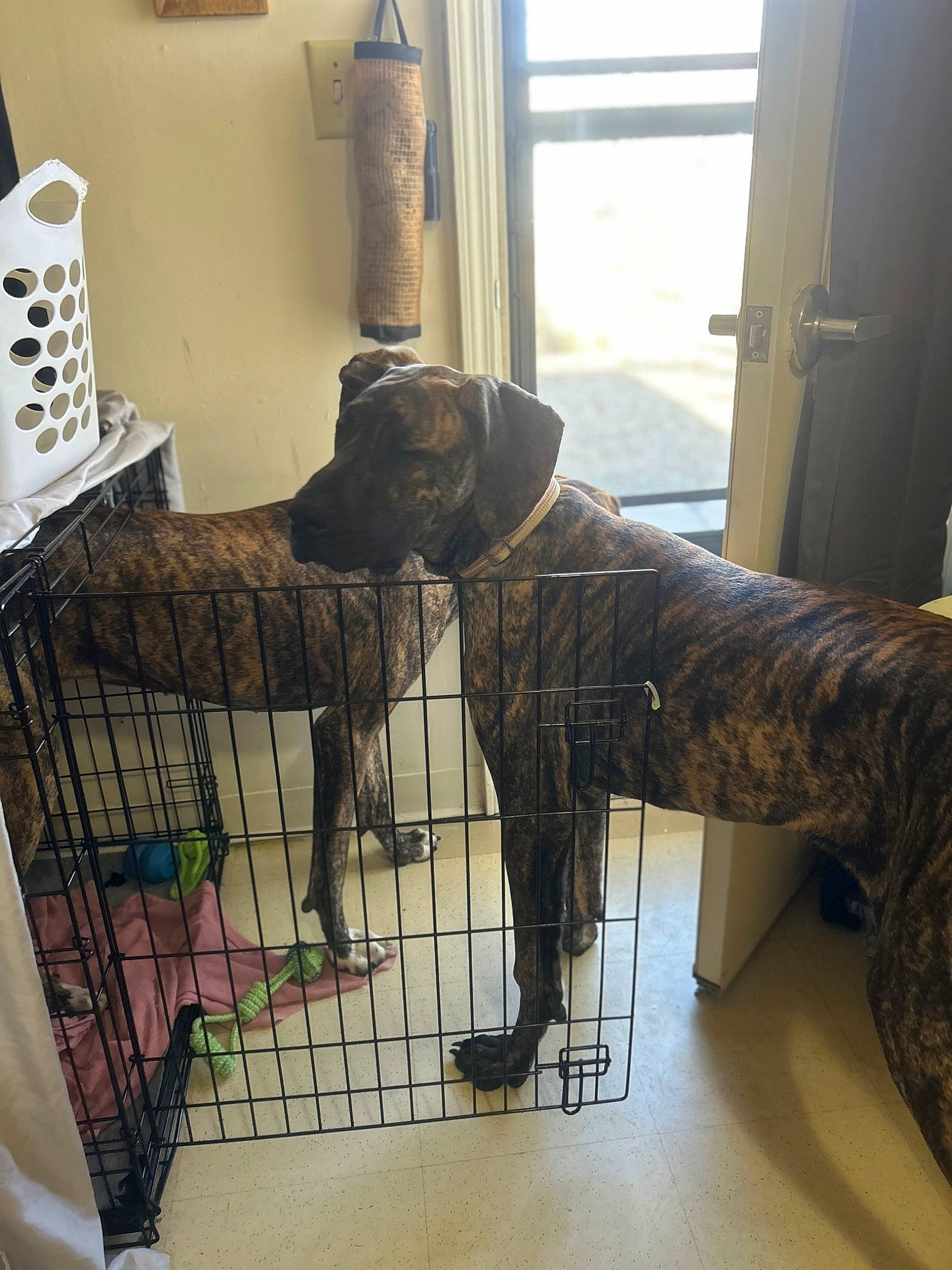 Willie Holt is registered to the contest to win money with this photo: canidae, carnivore, companion_dog, curtain, dog, dog_breed, dog_supply, fawn, floor, flooring, fur, liver, metal, pet_supply, room, sporting_group, tail, window, wood, working_animal