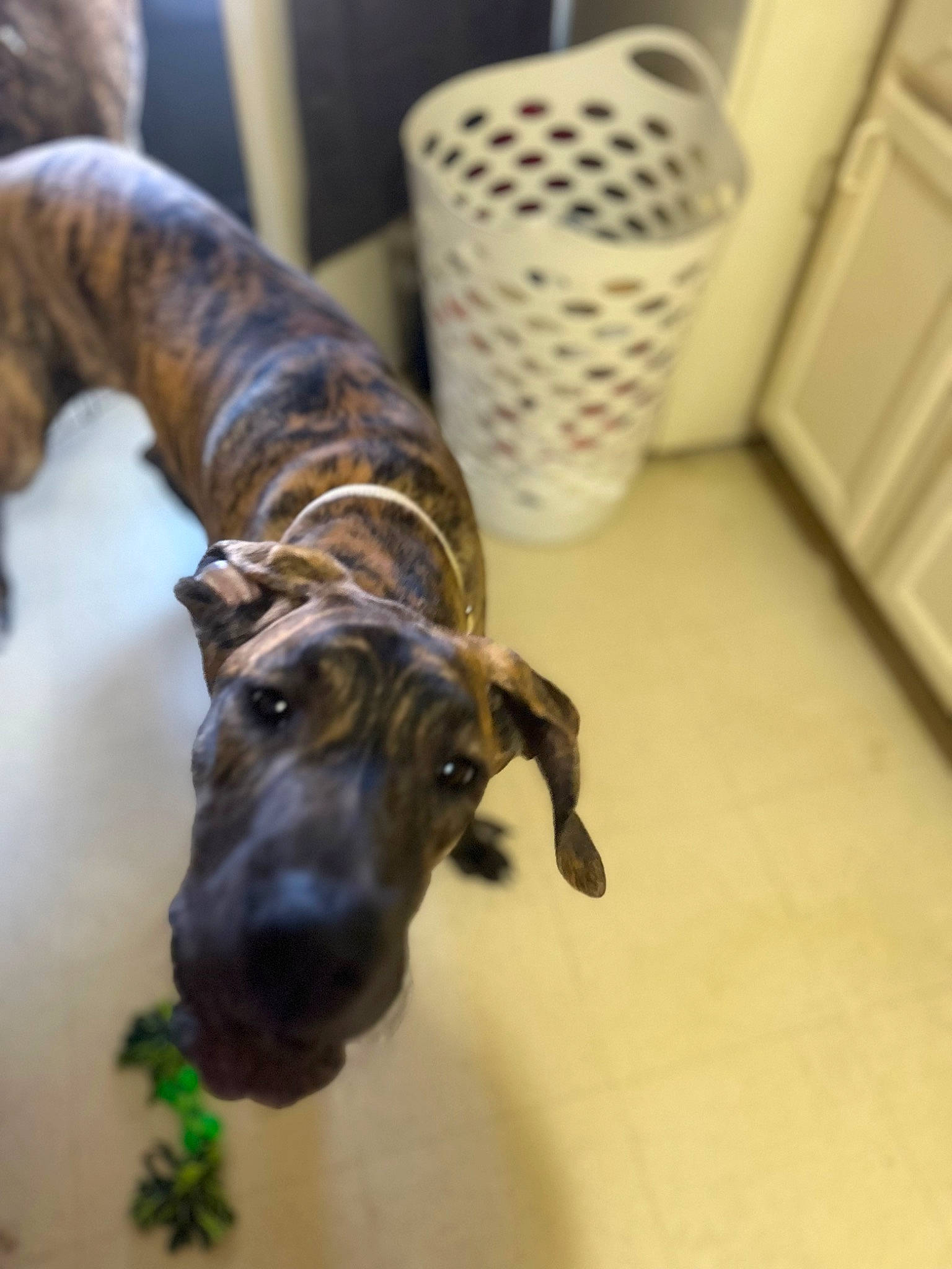 Willie Holt is registered to the contest to win money with this photo: canidae, carnivore, companion_dog, dog, dog_breed, door, fawn, floor, flooring, fur, hardwood, liver, room, snout, sporting_group, tail, terrestrial_animal, whiskers, wood, working_animal