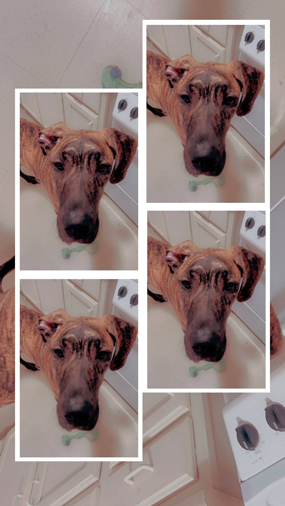 Willie Holt joined the competition — help win amazing prizes! black, carnivore, collar, dog, dog_breed, fashion_accessory, fawn, font, fur, green, grey, natural_material, pet_supply, photograph, rectangle, sleeve, snapshot, snout, white, working_animal