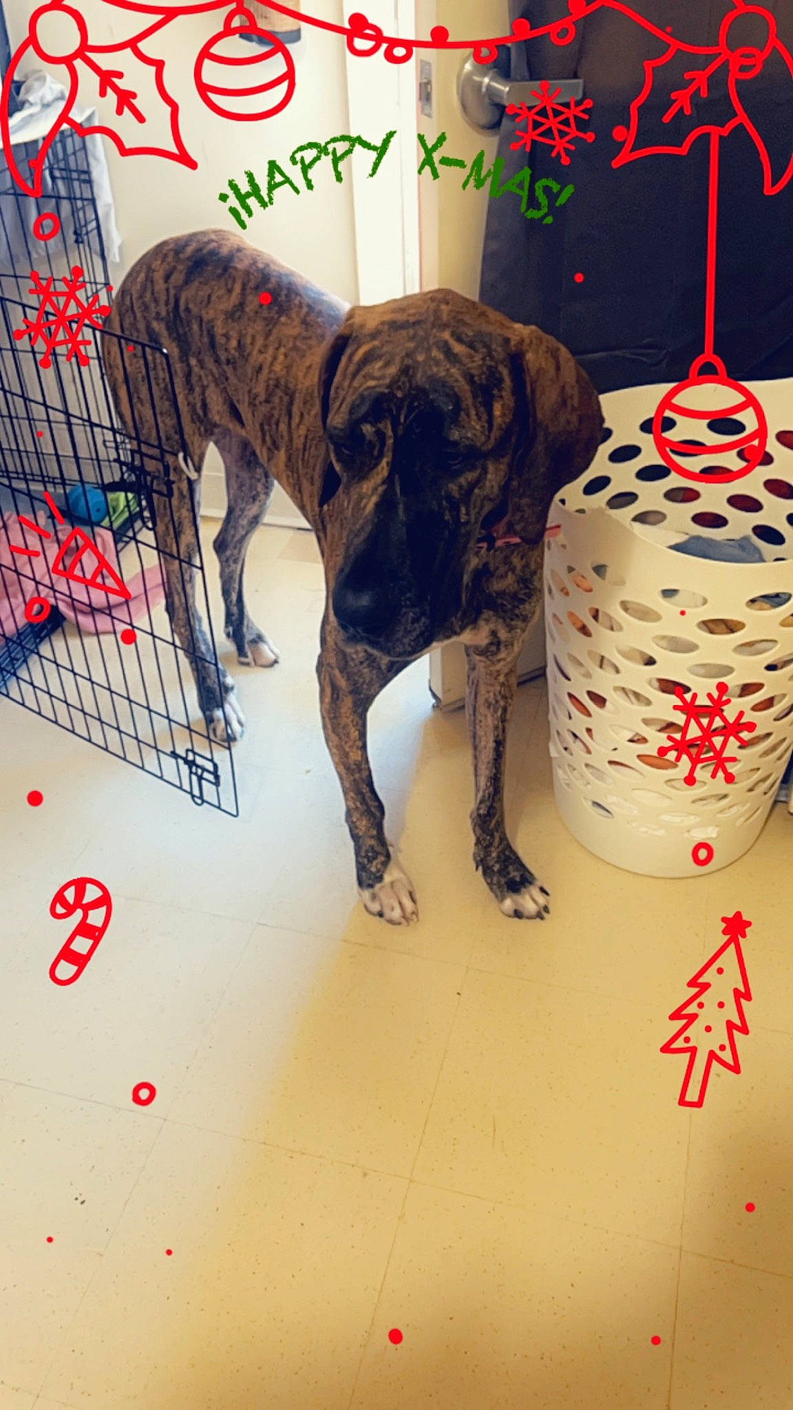 Layla Holt is registered to the contest to win money with this photo: art, canidae, carnivore, collar, companion_dog, dog, dog_breed, dog_supply, fawn, flooring, font, hunting_dog, liver, pattern, pet_supply, sporting_group, tail, terrestrial_animal, visual_arts, working_animal