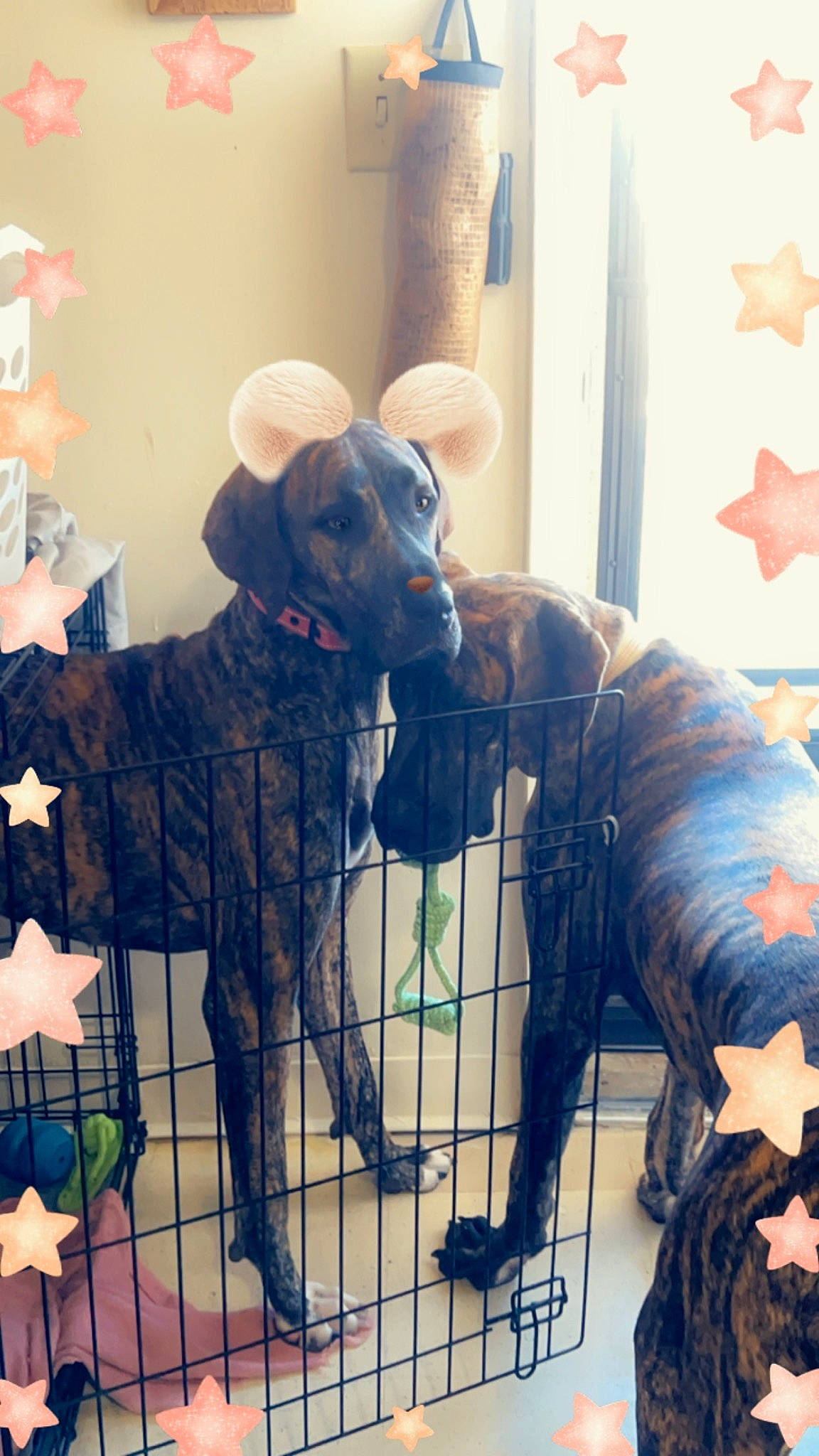 Layla Holt joined the competition — help win amazing prizes! art, canidae, carnivore, companion_dog, dog, dog_breed, fawn, felidae, flooring, fur, liver, metal, moose, sculpture, snout, sporting_group, statue, tail, visual_arts, working_animal