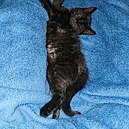 Ozzy joined the competition — help win amazing prizes! animal, black_cat, blue_blanket, comfort, cozy, cute, domestic_cat, feline, fur, indoor, kitten, napping, paw, pet, relaxed, resting, sleeping, small, soft_texture, whiskers