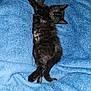 animal, black_cat, blue_blanket, comfort, cozy, cute, domestic_cat, feline, fur, indoor, kitten, napping, paw, pet, relaxed, resting, sleeping, small, soft_texture, whiskers
