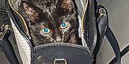 Ozzy is registered to the contest to win money with this photo: accessory, animal, black_cat, cat, closeup, curious, cute, domestic_cat, feline, flash, gold_hardware, handbag, indoor, kitten, leather_couch, pet, purse, sitting, small, striped_interior