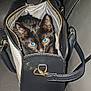 accessory, animal, black_cat, cat, closeup, curious, cute, domestic_cat, feline, flash, gold_hardware, handbag, indoor, kitten, leather_couch, pet, purse, sitting, small, striped_interior