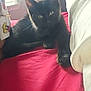 Ozzy joined the competition — help win amazing prizes! animal, bed, black_cat, cat, cozy, cute, domestic_animal, ears, feline, fur, indoor, natural_light, pet, pillow, red_bedspread, relaxing, resting, sleepy, whiskers, window