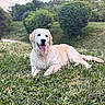 dog, golden_retriever, grass, outdoor, pet, canine, nature, greenery, tongue_out, happy, lying_down, fur, summer, sunlight, park, animal, mammal, field, daytime, relaxed