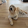 golden_retriever, puppy, dog, indoor, wooden_floor, rug, pet, laying_down, curtains, natural_light, home, cozy, fur, animal, flooring, mammal, expression, domestic, cute, relaxing