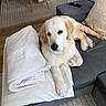 Arkos a rejoint le concours — aidez-le/la à gagner de superbes lots ! golden_retriever, dog, puppy, couch, towels, folded_towels, living_room, carpet, chair, wooden_floor, remote_control, pillow, pet, fur, relaxed, indoors, furniture, domestic_animal, cozy, resting
